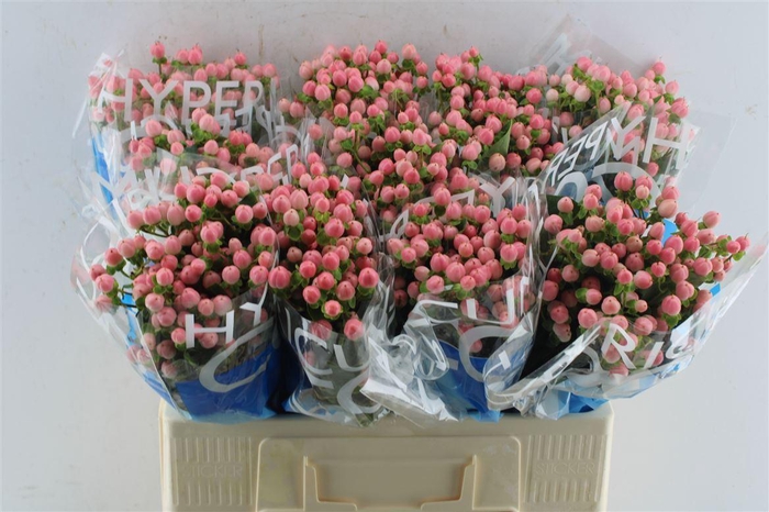 Hyp Coco Casino Pink