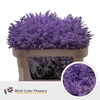 Solidago DYED Lavender