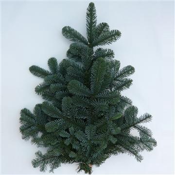 <h4>NORDMANN HANDBOS</h4>