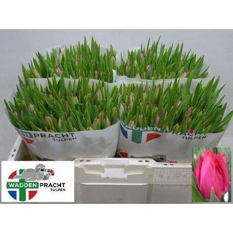 <h4>TU EN FRONTLINE</h4>