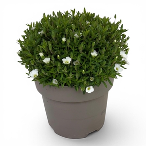 Arenaria Montana Summer White color sur p