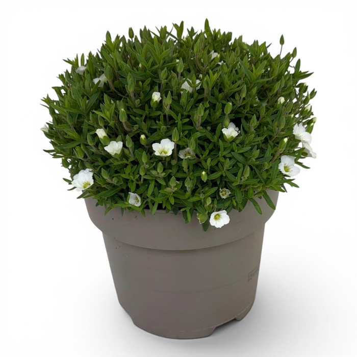 <h4>Arenaria Montana Summer White color sur p</h4>
