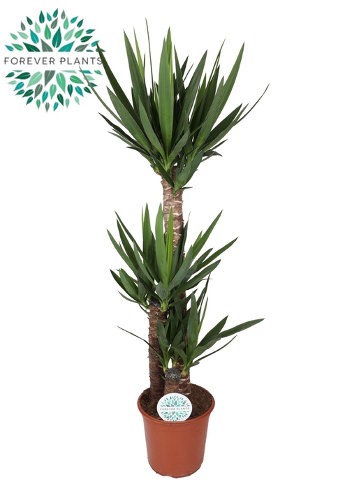 <h4>Yucca p24, 90+45+20 (3+ KOP)</h4>