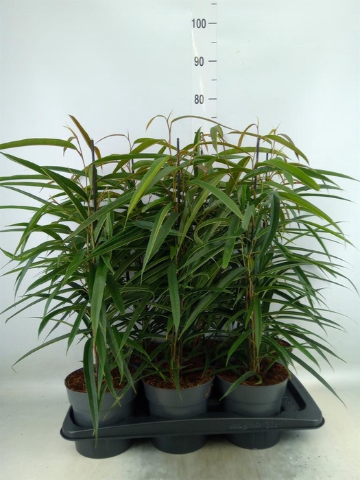 <h4>Ficus binn. 'Alii'</h4>