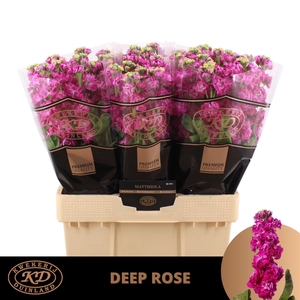 Matth Stox Deep Rose