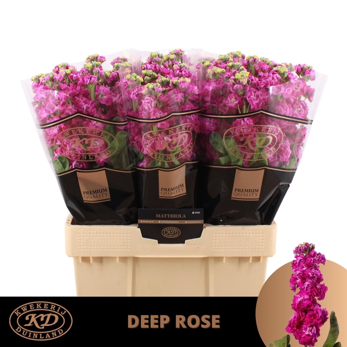 <h4>Matth Stox Deep Rose</h4>
