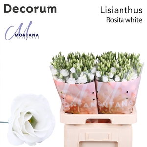 Lisianthus Rosita white 70cm