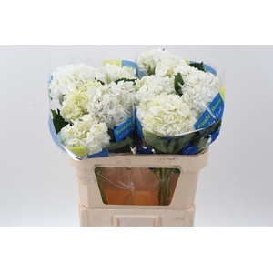 Hydr White Premium Extra Box