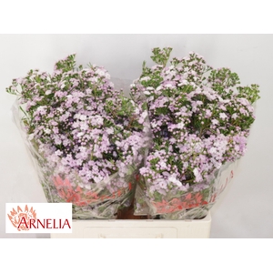 Chamelaucium Dancing Queen