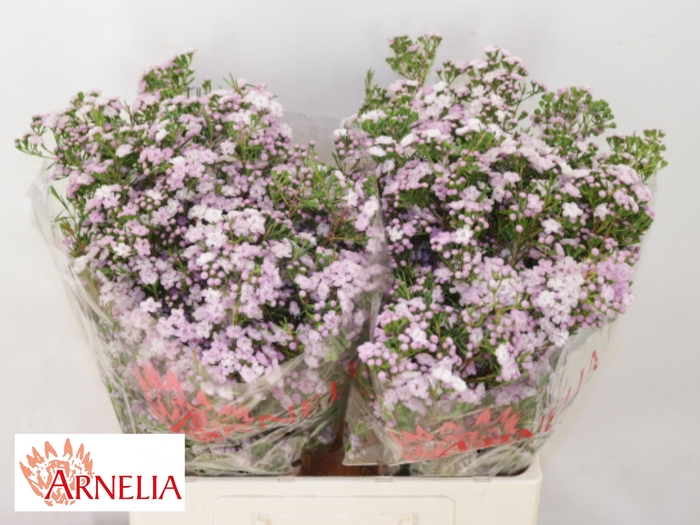<h4>Chamelaucium Dancing Queen</h4>