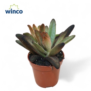 Kalanchoe Chocolate Soldier