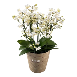 Duetto Multi - Cream Punch/Million Flowers 90+