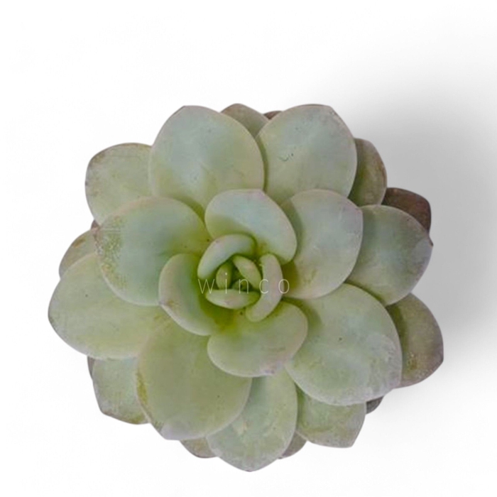 <h4>Echeveria Laui Cutflower Wincx-8cm</h4>
