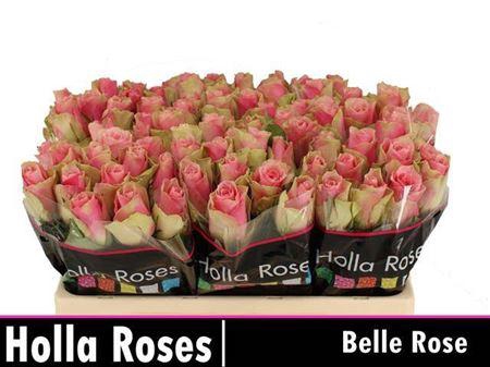 <h4>R Gr Belle Rose</h4>