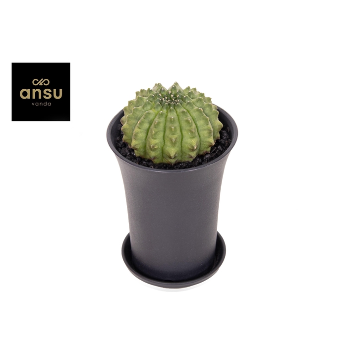 <h4>CACTUS OV</h4>