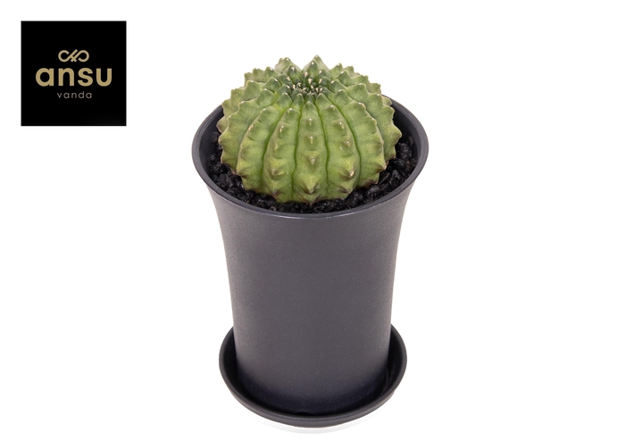 CACTUS OV
