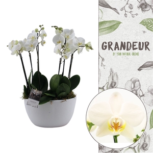 Grandeur | Ghent 2 plants in 1 pot | Phalaenopsis