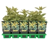 Heliopsis