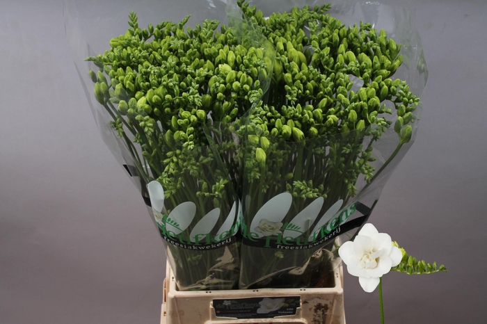 <h4>FR DU VENTURA</h4>