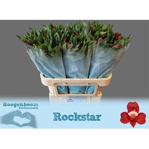 Alstroemeria rockstar