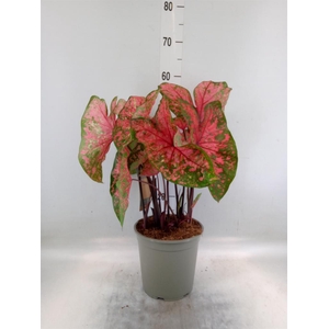 Caladium   ...