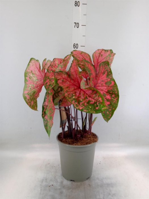 <h4>Caladium   ...</h4>
