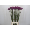 Allium 'Dark Knight'