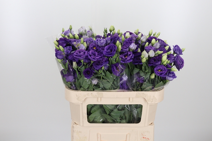 <h4>Eust En Blauw</h4>