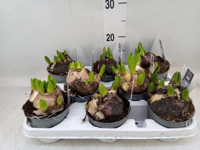 <h4>Hyacinthus orie. 'Multifl' ..mix 4</h4>