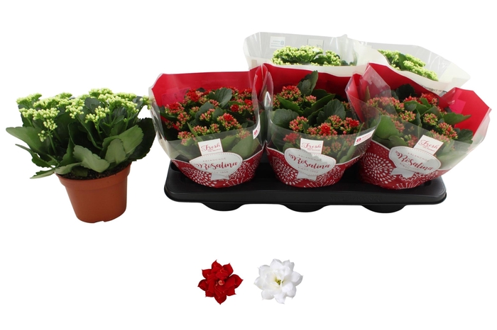 <h4>KAL GE RO GEM 2 KL</h4>