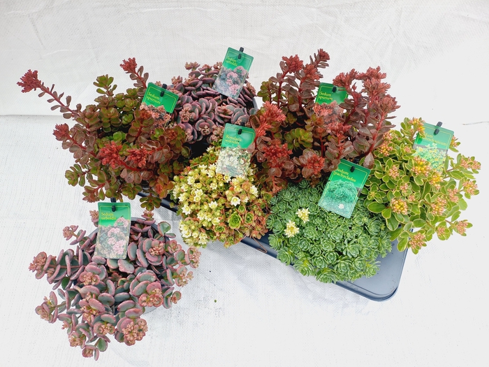 <h4>SEDUM GEM</h4>