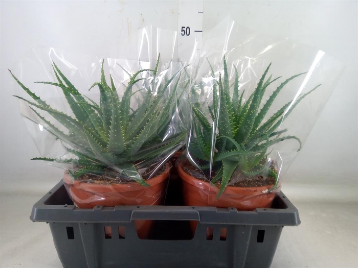 <h4>Aloe arborescens</h4>