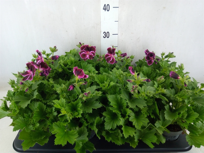 <h4>Pelargonium gran.   ...</h4>