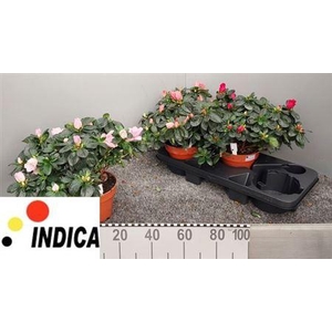 ** Rhodo Si V Gem 4 Srt 32cm * Winterpromo *