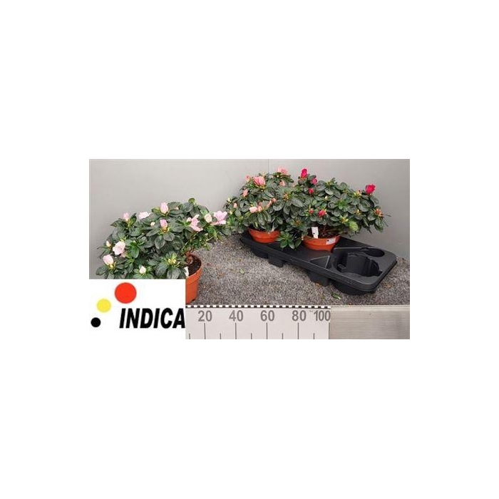 <h4>** Rhodo Si V Gem 4 Srt 32cm * Winterpromo *</h4>