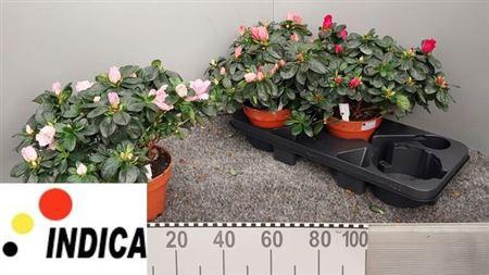 ** Rhodo Si V Gem 4 Srt 32cm * Winterpromo *