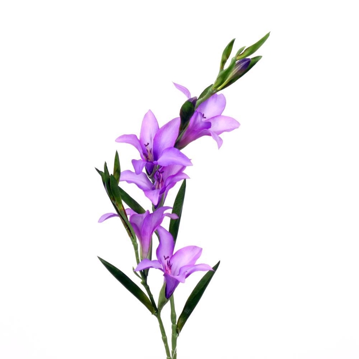 <h4>AF Gladiolus L90cm lavender</h4>