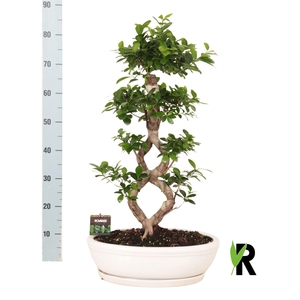 Ficus microcarpa 'Ginseng'