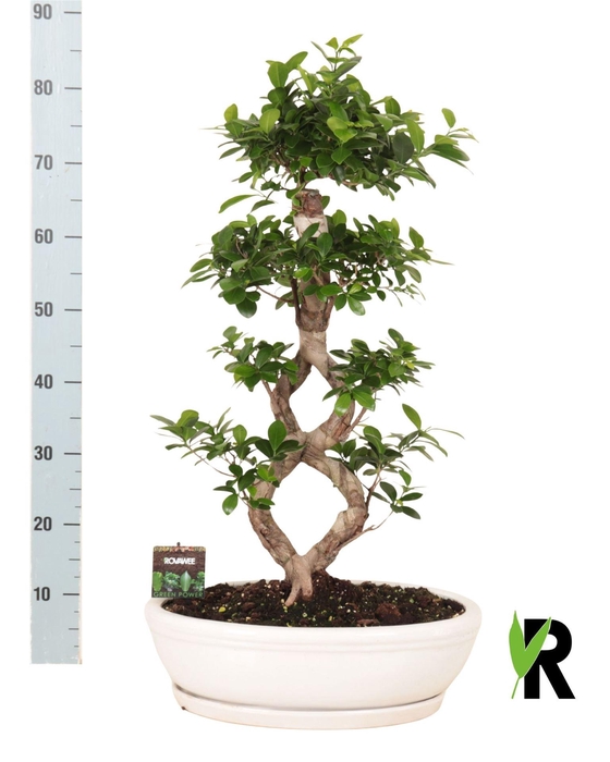 <h4>Ficus microcarpa 'Ginseng'</h4>