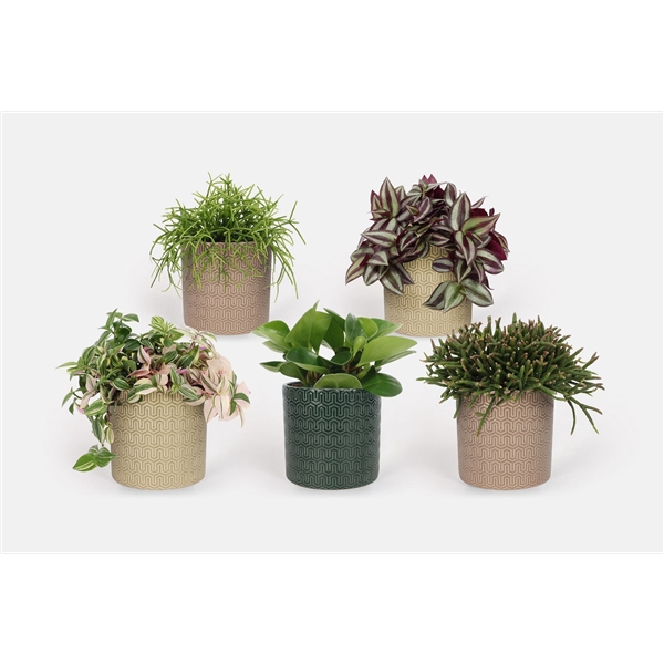 <h4>2025 - Groen Mix 12cm - Compact - Elgar</h4>