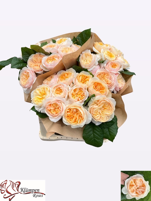 <h4>R Gr Freya Gardens Kluempen</h4>
