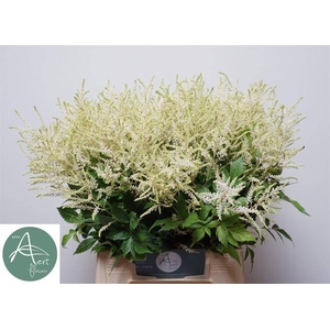 Astilbe Washington Aert