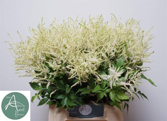 <h4>Astilbe Washington Aert</h4>