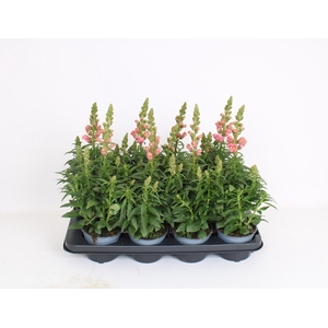 Antirrhinum Majus rose