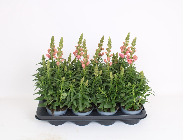 <h4>Antirrhinum Majus rose</h4>