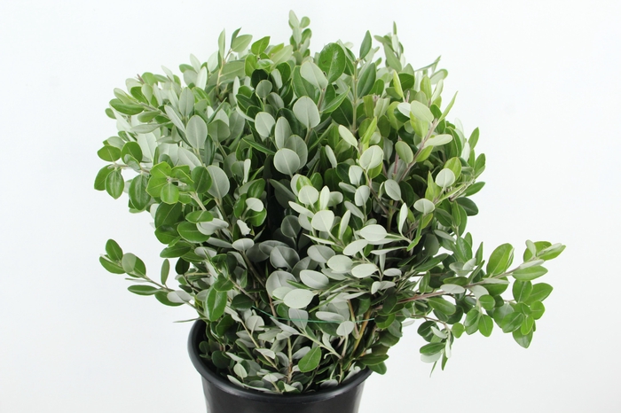 <h4>METROSIDEROS EXC BS</h4>