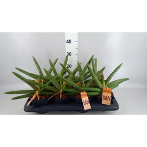Sansevieria cyl. 'Skyline'