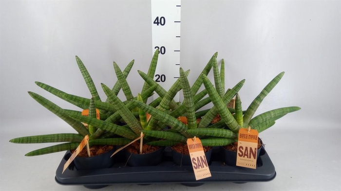 <h4>Sansevieria cyl. 'Skyline'</h4>