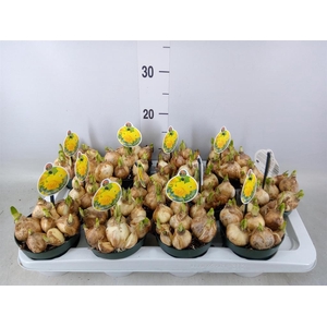 Narcissus DU 'Tete Boucle'