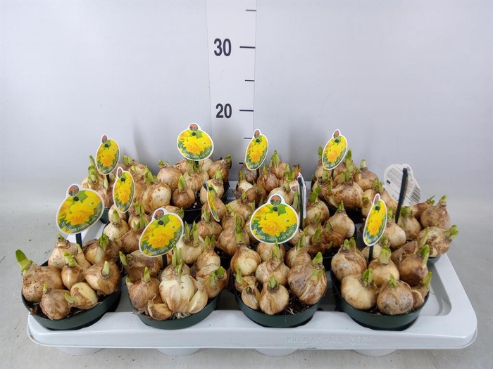 <h4>Narcissus DU 'Tete Boucle'</h4>